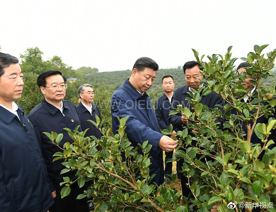 光山油茶籽榨油設備，山茶籽油榨油機廠家(圖1)